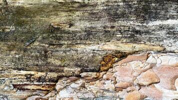 Old tree bark texture background close up photo