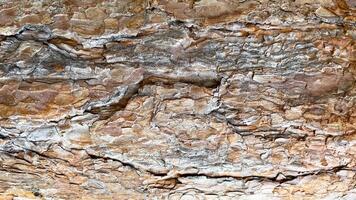 Textured pine bark photo