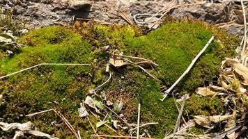 Close up of cracked and mossy stone texture. Grunge background with natural elements. Suitable for design and texture overlays. photo