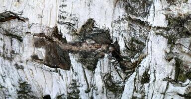 The birch bark texture or background. Macro shot is made by means of stacking technology trunk. Texture made of birch tree bark. Beautiful birch trunk background. Conceptual image. Peaceful nature. photo