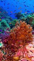 portrait of a group of colorful glofish on a coral reef video