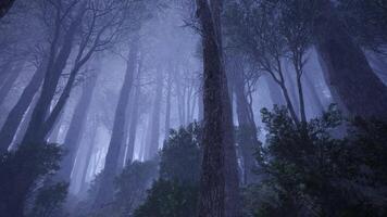 a dark forest with tall trees and fog video
