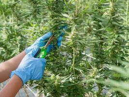 Worker using scissors to cut fresh cannabis buds photo