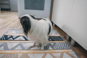dog with long white and black fur standing on modern patterned rug in bright kitchen, turned away and not looking at camera, concept of pet lifestyle, animal branding photo
