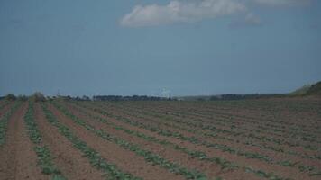 Cabbage cultivated fields in Bretagne in French countryside. View of a green cabbage patch field in Brittany, France. White cabbage, cabbage field, vegetable. Brassica oleracea var. capitata f. alba. video