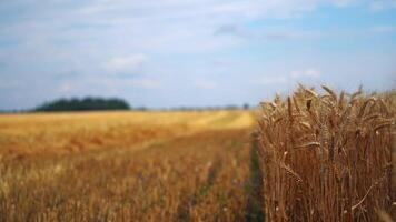 Ears of wheat on the background of beveled field. Wheat field with yellow spikelets in summer. Agricultural concept. video