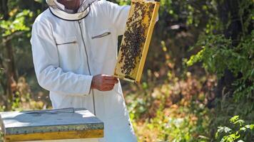 Frame full of bees in beekeeper's hands. Apiarist in white protective suit showing bees frame on summer nature background. video