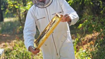Bees on a frame in apiarist's hands. Beekeeper in white suit inspecting honeycomb among green nature. Apiculture in summer. video