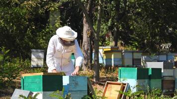 Professional beekeeper on apiary in summer. Male apiarist in special suit and hat working near beehives. Man putting frames into the hive. video
