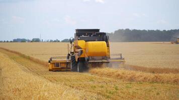 Combine harvesting a ripe field. New combine harvester working on a wheat field. Yellow harvester machine collecting the ears of wheat. Yellow field with crop. Back view. video