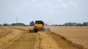 Combine harvester working on a wheat field. Agriculture machine harvesting golden ripe wheat. Season of gathering crops. video
