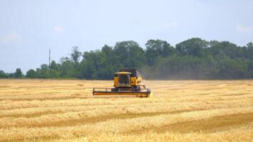 Seasonal works on yellow field. Harvesting crop on field with combine in summer. Modern combine harvester working on wheat field. video