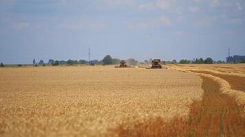 Dry wheat field in summer. Combine harvesters cutting ripe spikelets during seasonal works. Agriculture machinery working on field in the countryside. Front view. video