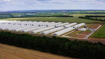 White barns on field. Modern farm among beautiful green nature. Rows of agriculture buildings in rural place in summer. Drone view. video