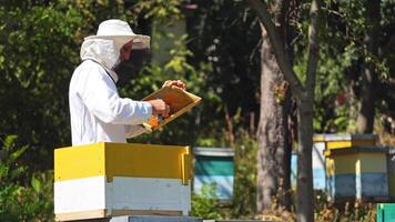 Apiculturist near beehive. Male beekeeper in protective hat and suit working in the bee-garden in bright summer day. Apiarist prepares frames with scrub. video