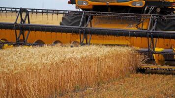 Combine harvester works in field. Harvester drives through field of wheat, cutting yellow plants. Modern machine collecting harvest. Close-up. video