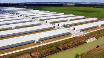 Modern white barns on field. Rows of farm houses in the rural place in summer. Camera moves forward. View from above. video