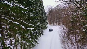 Winter landscape. Forest and country road in the snow. Black car in the forest. Snow covered coniferous trees. Backward movement. video