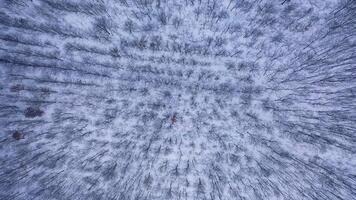 Trees on snow background. Beautiful natural view of brown trees in winter. Background of snowy wood. Top aerial view. Orbiting drone flight. video
