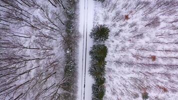 Trees on snowy background. Winter scenery. Forest in white snow. Wonderful nature from above. Top aerial view. video