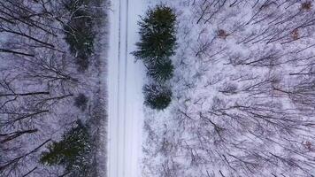 Road in the middle of trees in snowy forest.Traces of a car on a way in winter. Motion of the car on the snowy road. Top aerial view. video