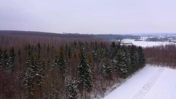Tranquil nature in winter. Forest in snowy weather. Green coniferous trees and brown trees of forest in winter. White snow falling from the sky. Aerial view. video
