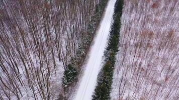 Nature in winter. Road with coniferous trees from both sides in the forest. Snowy weather in woodland. Aerial view. video
