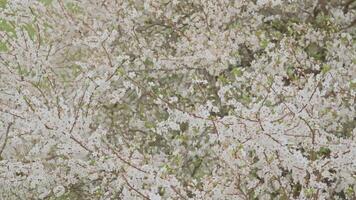 Tree covered with countless white blossoms in full spring bloom video