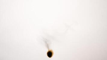 Flames are Erupting Vigorously from Burning white background video