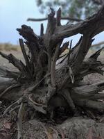 Close up shot of a weathered tree stump with exposed roots and branches in a natural setting photo
