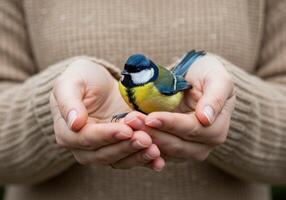 Hands cradle a small blue and yellow bird in a soft outdoor setting during daylight photo