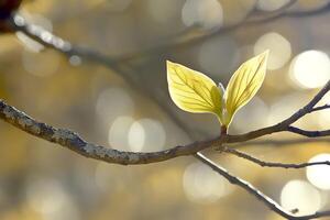 Close up of fresh, vibrant spring leaves growing on a tree branch with a natural forest background photo