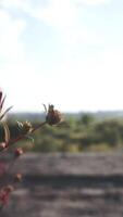 Close-up of a flower on an abandoned roof against the backdrop of a deserted city. Footage. Green plant with red fruit near on a city roof. video