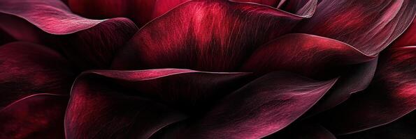 Close-up of deep red flower petals showcasing natural texture and rich color photo