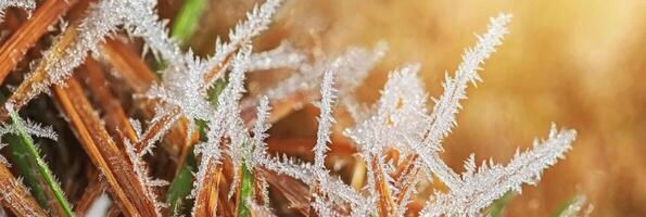 Close-up view of frost-covered grass blades in a winter morning landscape photo