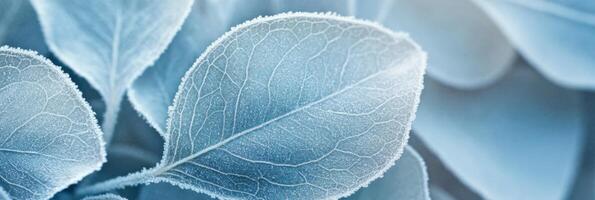Macro photograph of frost-covered leaves with intricate veins and edges in cold winter photo