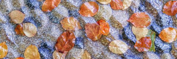 Autumn leaves floating on rippling water creating a natural mosaic in a stream photo