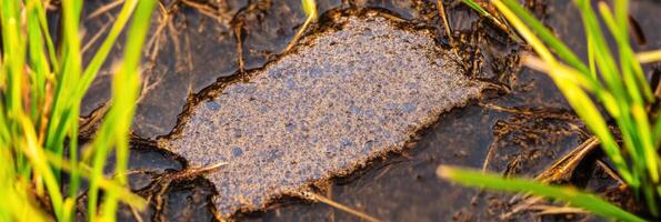Muddy patch of soil with sparse grass in a wetland environment photo