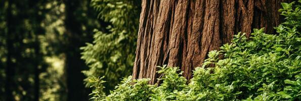 Majestic redwood tree trunk with lush greenery in forest landscape photo