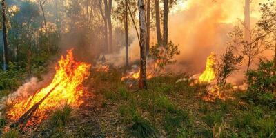 Forest fire with intense flames and dense smoke in wooded area during wildfire photo