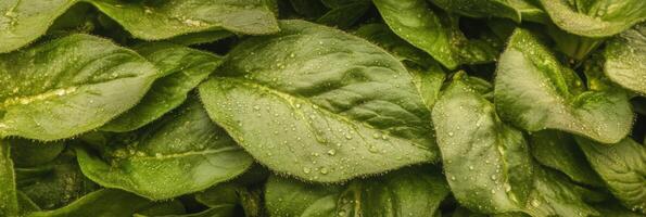 Close-up of fresh green spinach leaves with water droplets on surface photo