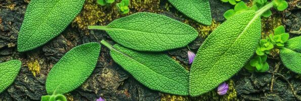Close-up of green textured sage leaves on natural bark surface with purple petals photo