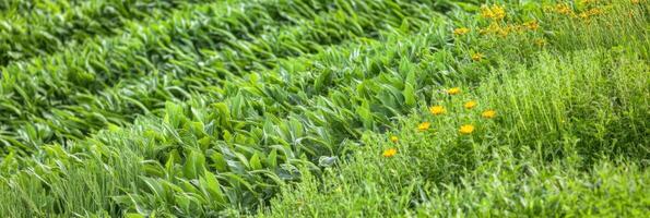 Lush green field with yellow wildflowers in vibrant spring landscape photo
