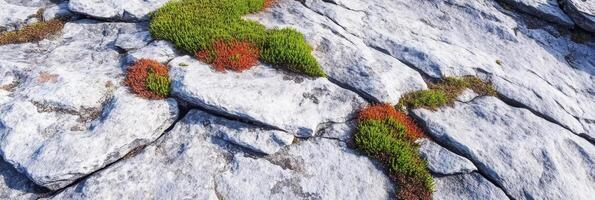 Moss and grass growing in rock cracks with natural texture patterns photo