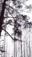 Siberian forest with black depressive tree. Footage. Slowmotion. Old trees in winter on the cloudy sky background. video