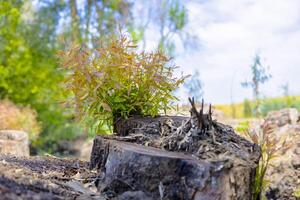 Small Garden with Tree Stump and Young Plants Growing photo
