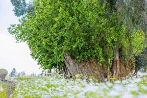 Dense Green Tree Growing beside Calm Water Body photo