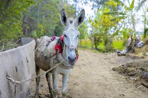 White Donkey with Traditional Harness Standing on Dirt Path in Farmland photo