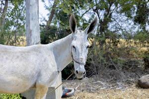 White Donkey Tied to Post with Trees and Straw Background in Rural Farm photo