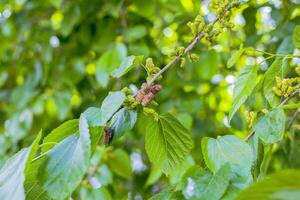 Mulberry Tree with Ripe Berries in Natural Light photo